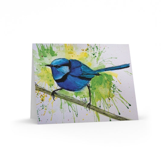 Splendid Fairywren